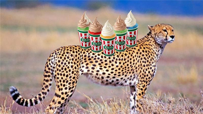 RitasItalianIce's tweet photo. You've heard of Elf on the Shelf but how about... https://t.co/HFyHVFUsq5