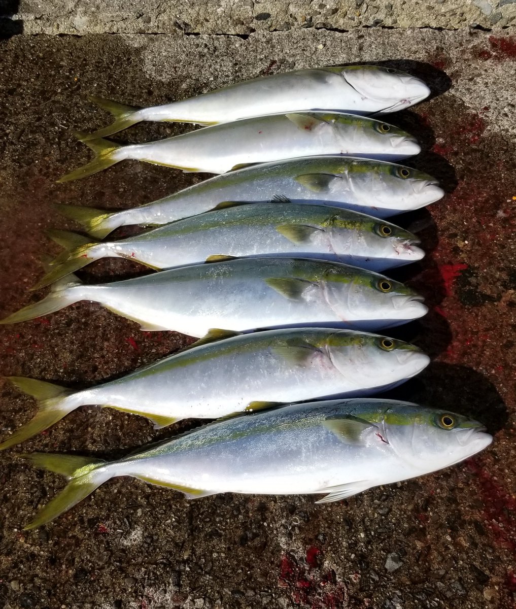 ただの釣りキチ Tturikiti Twitter ただの釣りキチ Tturikiti Twitter