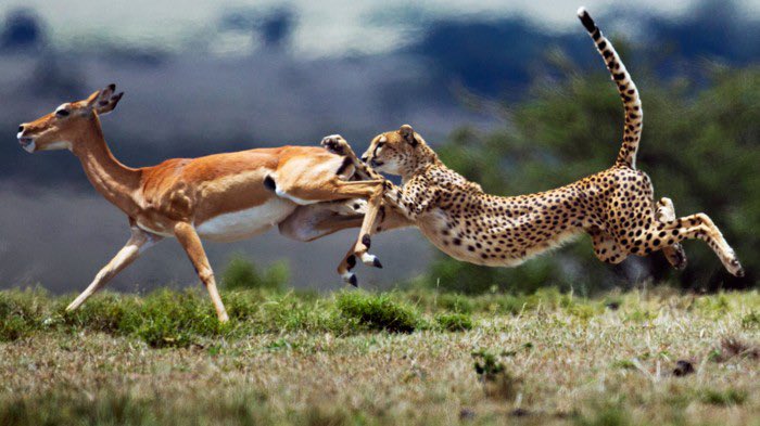 CoachdjCheetah's tweet photo. It takes more than talent or ability to excel as an athlete. If you’re not competitive or have a competitive mentality your production will be average or below average. #Ap2w https://t.co/37tS9p3P8l