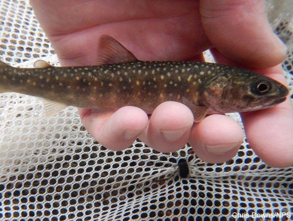 Bull trout have some of the most specific habitat requirements of salmonids, needing what biologists call the "Four C's": Cold, Clean, Complex and Connected habitat. Because of this, they’re very sensitive to habitat changes like higher water temps  #25DaysofFishmas