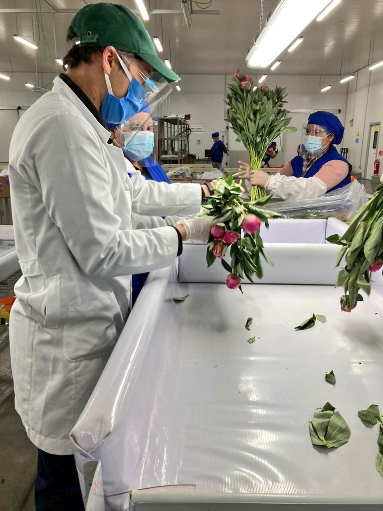 sagchile's tweet photo. Hoy nuestros funcionarios de @sagchile #Biobío inspeccionan peonías en el Sitio SAG/USDA-APHIS/ASOEX de #Cabrero para el mercado de 🇺🇸 https://t.co/gOvnCefyYt