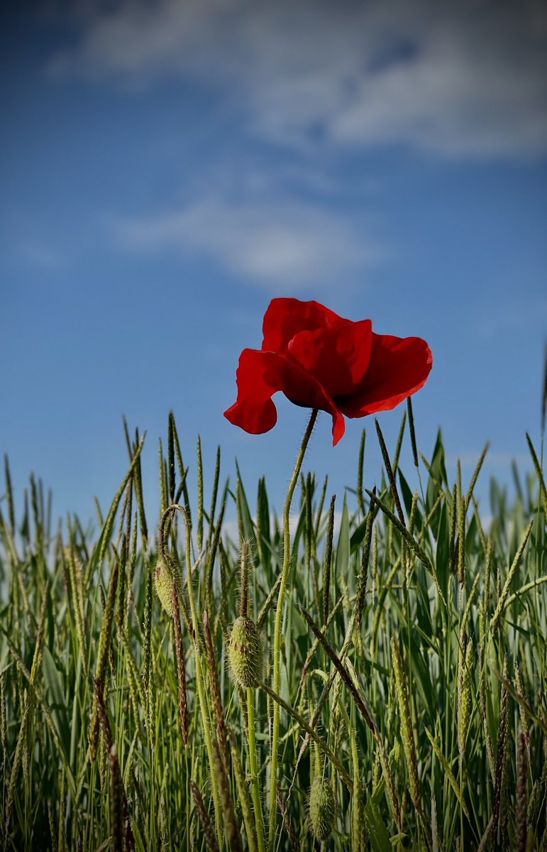ZwergsTweet's tweet photo. @demutsch Danke.. 🌾 #Humorblume #wirbleibenzuhause https://t.co/o5FPhklyDE