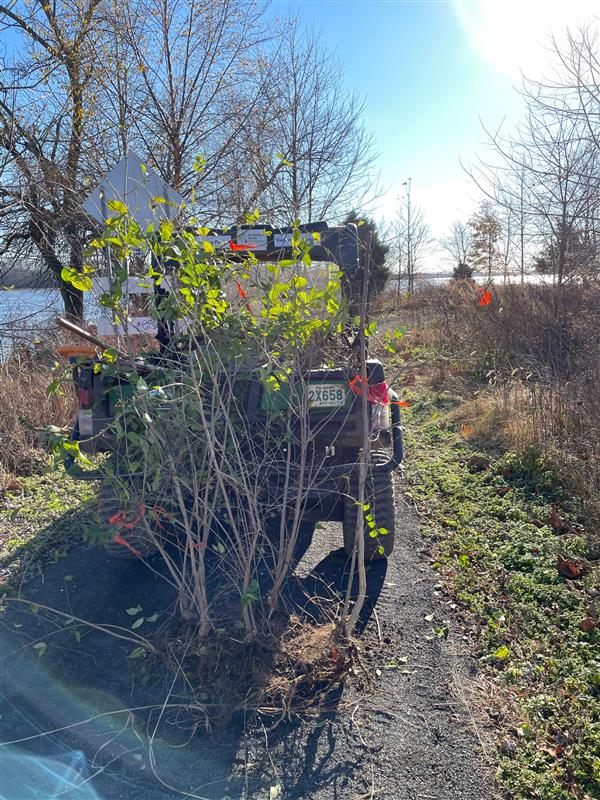 RiverfrontNorth's tweet photo. Our stewardship crew was hard at work last week removing invasive weedy shrubs from #LardnersPointPark and replacing with native plantings. The #riverfrontview is getting better every day! https://t.co/qzsV4d3vFw