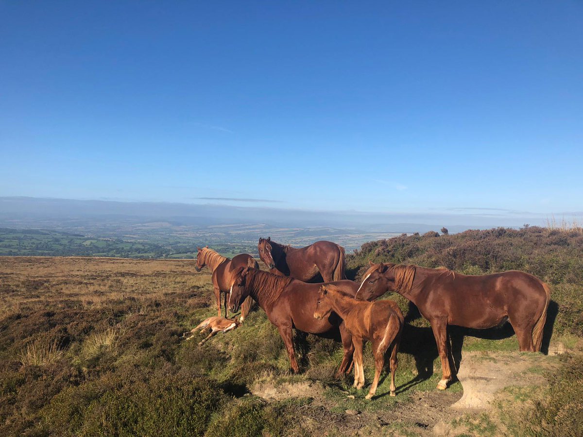 horsetrust photo