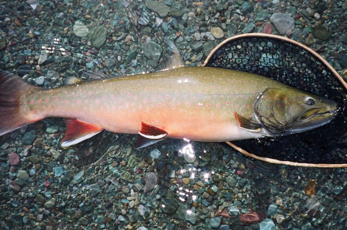 Inviting bull trout to  #Fishmas dinner? Be prepared: during juvenile salmon migrations, some adult trout "binge" by eating up to 12% of their body weight in baby salmon a day. That’s like a 180 lb human eating 22 lbs of food (in a day)!  #25DaysofFishmas  https://blog.nature.org/science/2016/07/26/new-research-remarkable-binge-eating-bull-trout/
