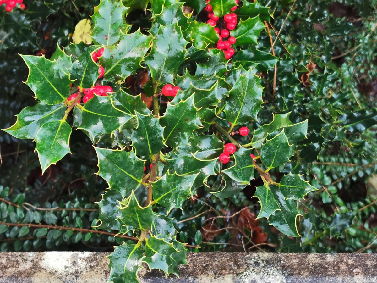 JackieGMs66's tweet photo. The Holly in Ivy this morning #holly #Christmas #chipsforlunch @The_Watermark https://t.co/zwb02qHDoZ
