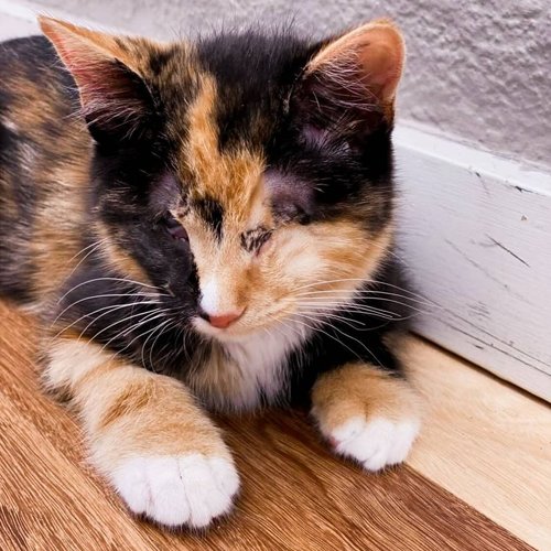 MeowAsFluff's tweet photo. Meet The Gorgeous Blind Kitten Who Charms Everyone She Meets With Her Sweetness And Bravery!
https://t.co/FAGUsOmdml
#micropthalmia #eyelidagenesis #calicocat #calicocats #calicokitten #calicokittens #fostercat #fosterkitten #blindcat #blindcats #blindkitten #blindkittens #cats https://t.co/TIGidoXy3k
