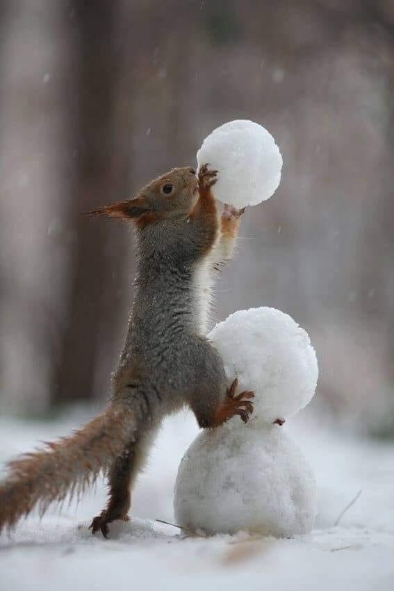DeadMaine's tweet photo. #SnowStorm2020 #snowday #snowman #squirrel #squirrels                ☠️🐿s! https://t.co/SCpU8v6UVh