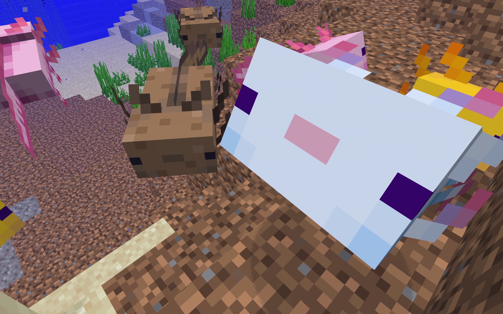 Twitter 上的 マイクラのはっち ウーパールーパーきたー かわいい マイクラ Minecraft マイクラjava マイクラアプデ T Co Bk2rw26yqy Twitter