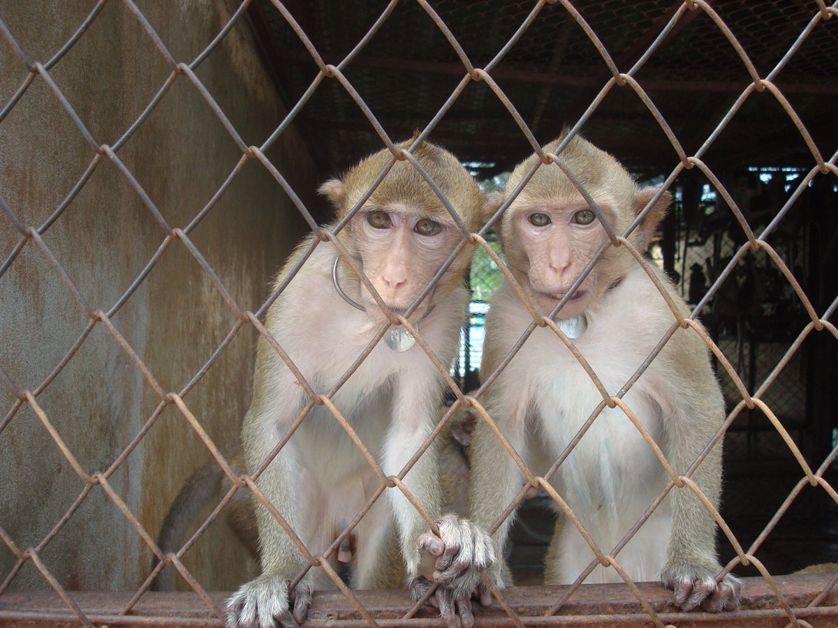 Long-tailed macaques, breeding farm, SE Asia; credit: Cruelty Free International