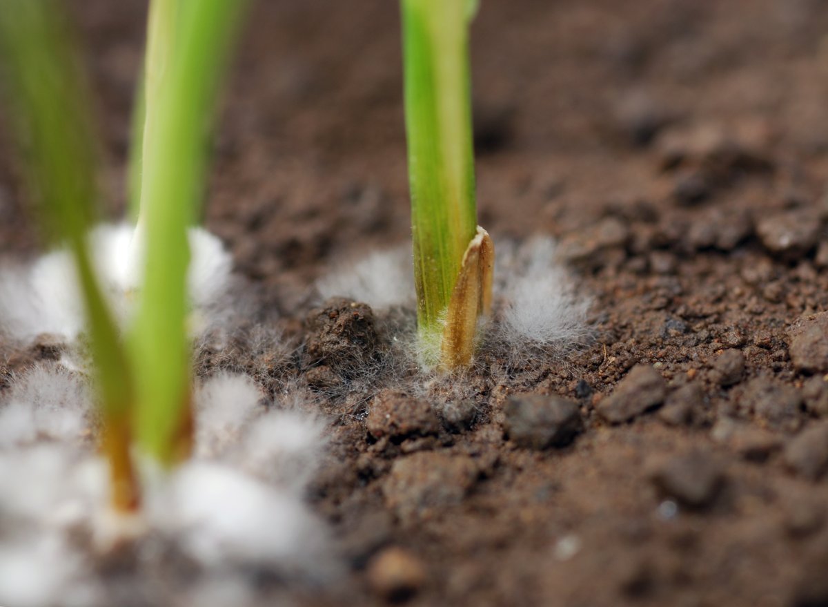 BarenbrugUK's tweet photo. #farminguk Top Tips - Time to assess your soil fertility. Get ahead and start your grassland plan for 2021. Identify which fields are requiring action in the spring, assess levels of compaction and carry out soil samples. #RootedintheUK #UKgrassexperts #GoodGrassGuide https://t.co/gQRMUGUHHO