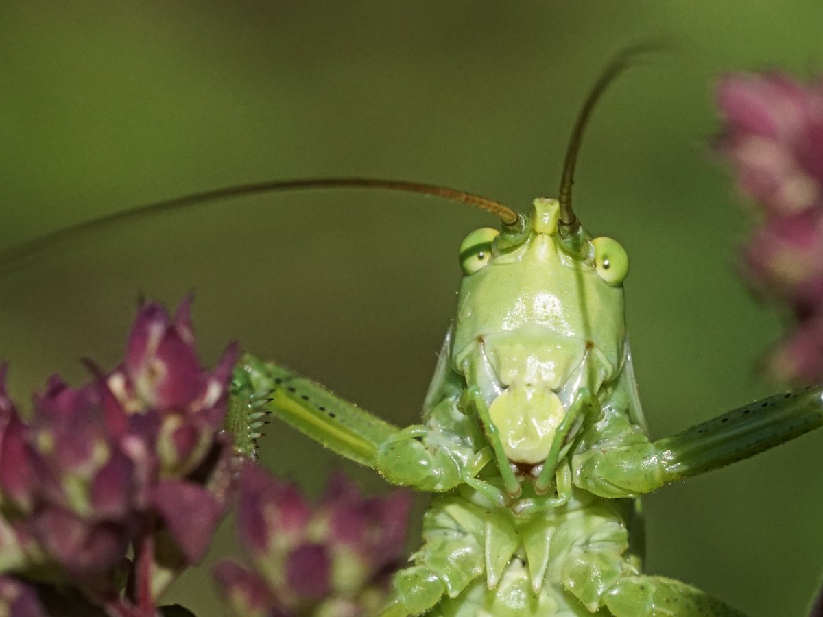 Get an up-close and detailed look at some of the most colorful insects, flowers, and everyday objects in this gallery of macro images from the 'Your Best Shot 2020' group's pool. Check out the gallery here: flic.kr/y/3E2o68j