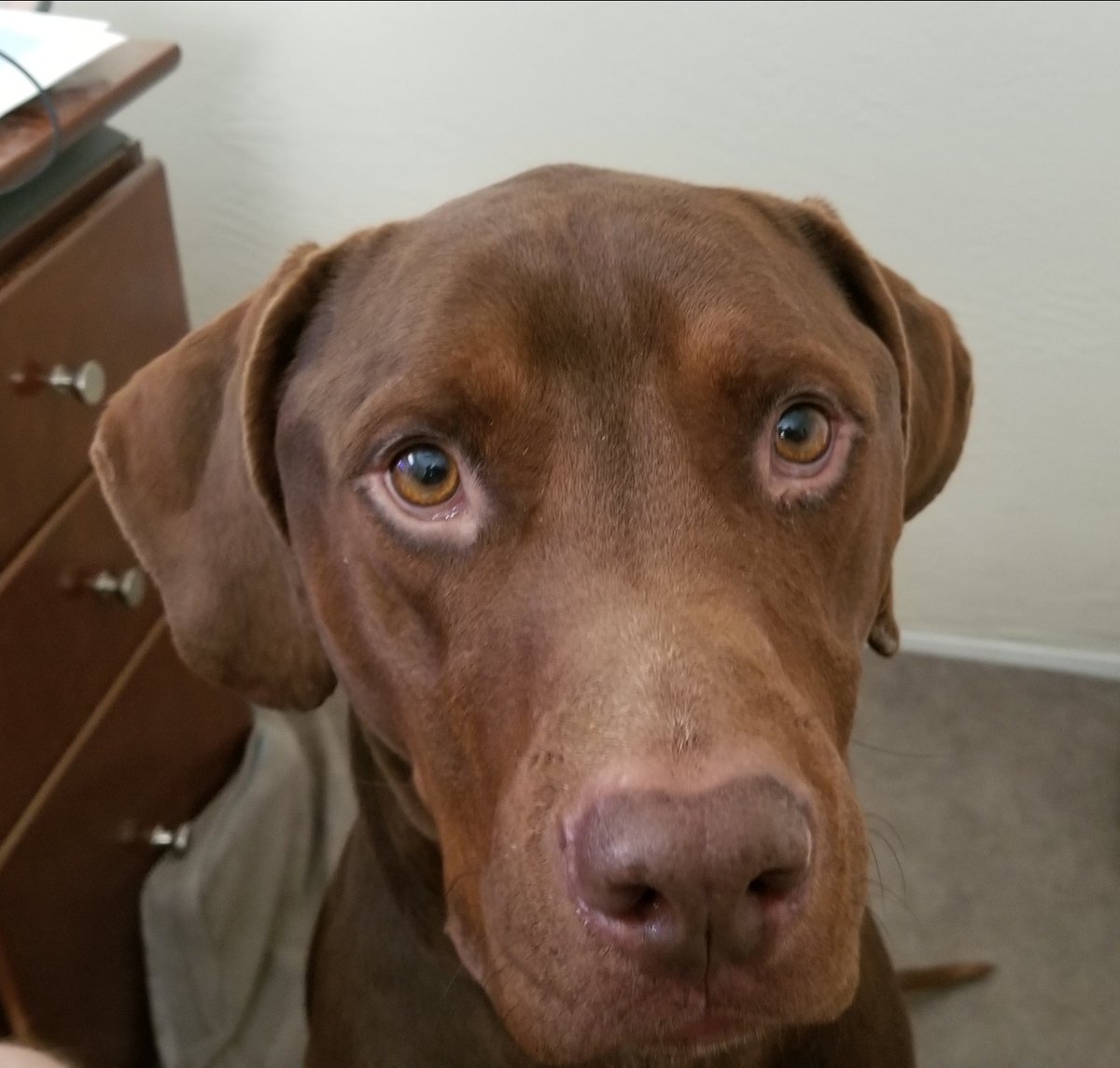 zuuleanenator tweet media