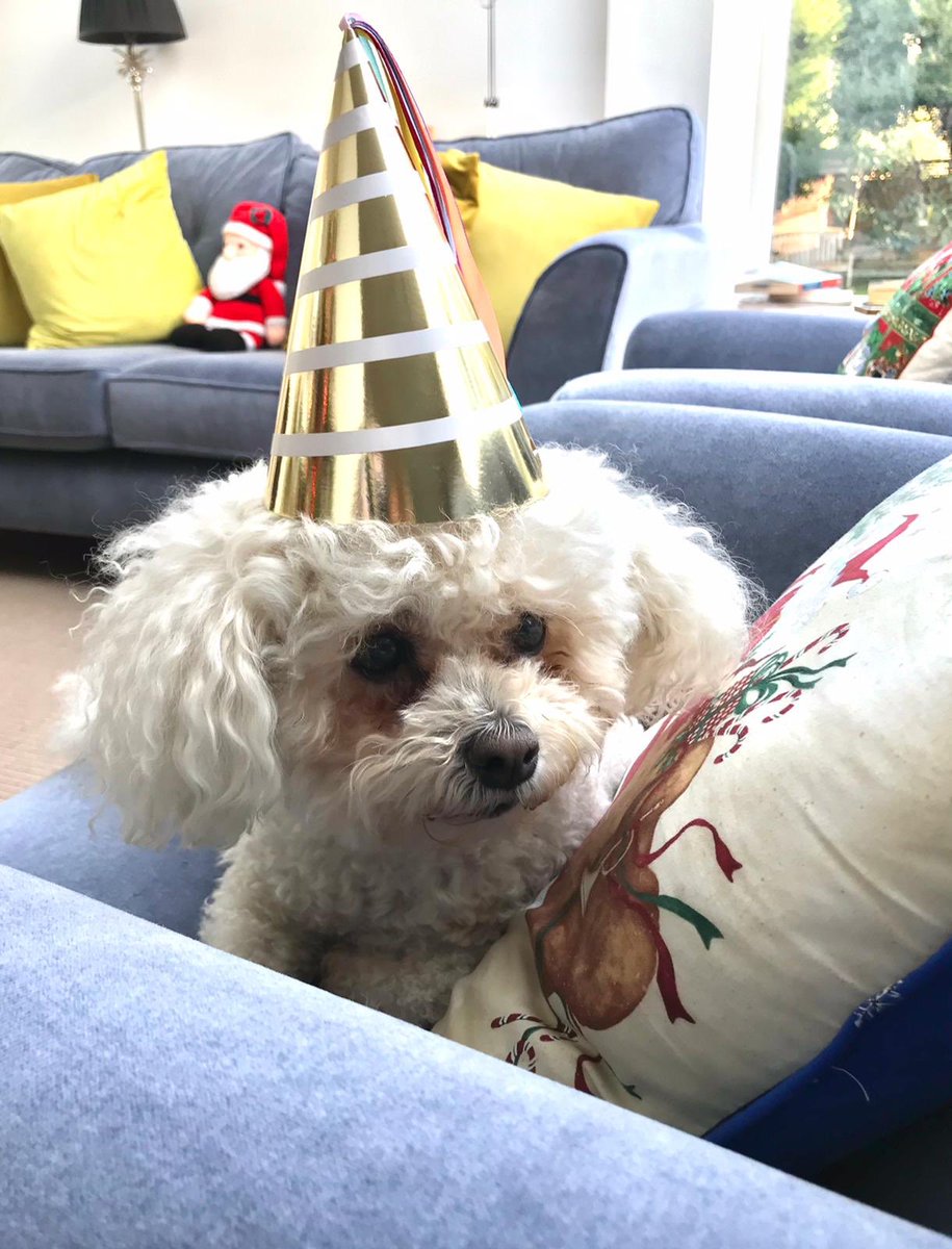 MTSundayExpress's tweet photo. Happy Birthday little Ruby - 10 years old today!
#birthdaybichon
#needsagroom
#puppower https://t.co/PTPdZ2G5Rg