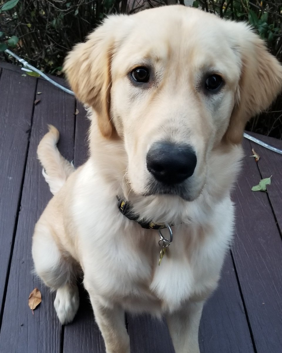 Motherofpengui1's tweet photo. Oberon! #Pupweiser #dognamedafterabeer https://t.co/S6ku5Ujk3w