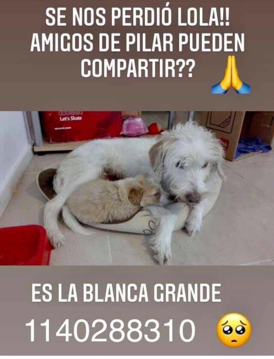 Seguimos Buscando a Lola. Se perdió el 16/12/2020 en pilar, av. Champagnat. Hay una familia desesperada. Por favor ayudemos para que aparezca! @JuanaRepetto @LizSolariOfcl @silvinaescudero @ViaJuani @marcelacoronel