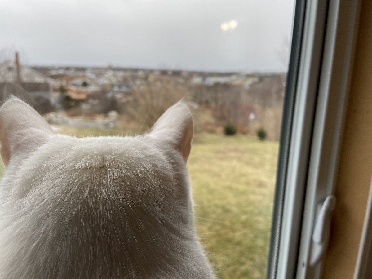Jamorrison_'s tweet photo. Someone has spied some snow flakes falling in #Halifax ... weโll see if he braves the #catio later. #Nibblet https://t.co/QtDx712BER
