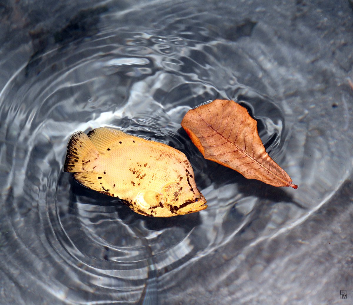 Young of Prejereba or Tripletail (Lobotes surinamensis) floating next to a leaf. I and Claudia photographed at night from the La Regatta restaurant deck, on San André Island, Colombia, close to mangroves.

instagram.com/p/CI4Y-eNBCnm/…
#lobotes #lobotessurinamensis