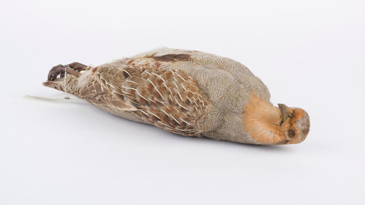 The 12 days of Christmas as objects in our collection — a thread On the first day of Christmas the  @YorkshireMuseum gave me: A taxidermy partridge (not in) a pear tree.(BTW Partridges are actually ground birds - unlikely to be found in a pear tree...)