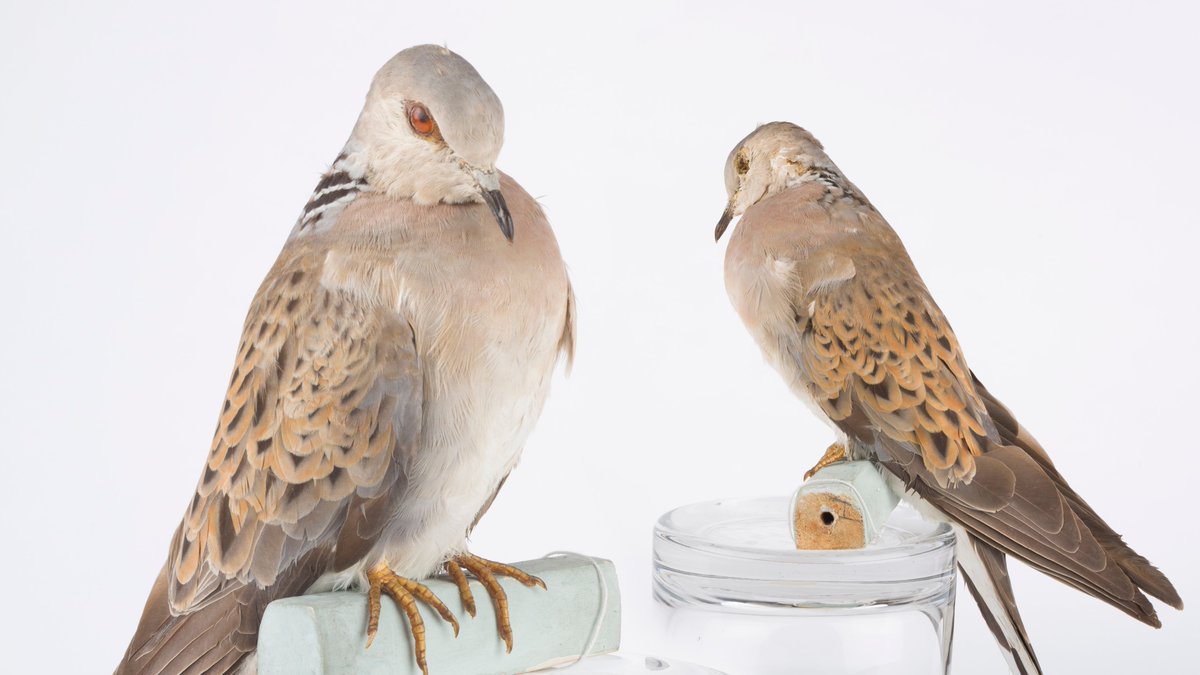 On the second day of Christmas the  @YorkshireMuseum gave me: Two Turtle Doves These birds are actually only resident in this country during the summer as over the winter they return to West Africa!