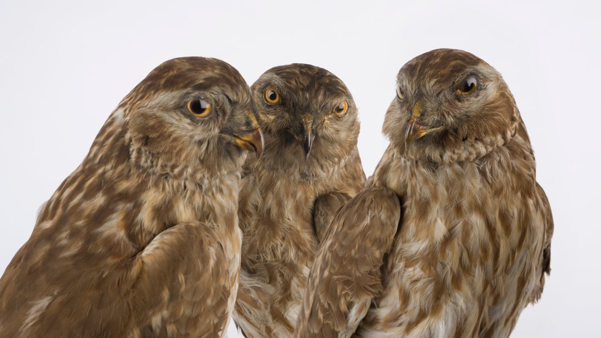 On the third day of Christmas the  @YorkshireMuseum gave me: 3 sassy hen harriers!These female hen harriers feed on small mammals & birds, including game birds, which leads to conflict on grouse moors & threatens the survival of this severely endangered bird!