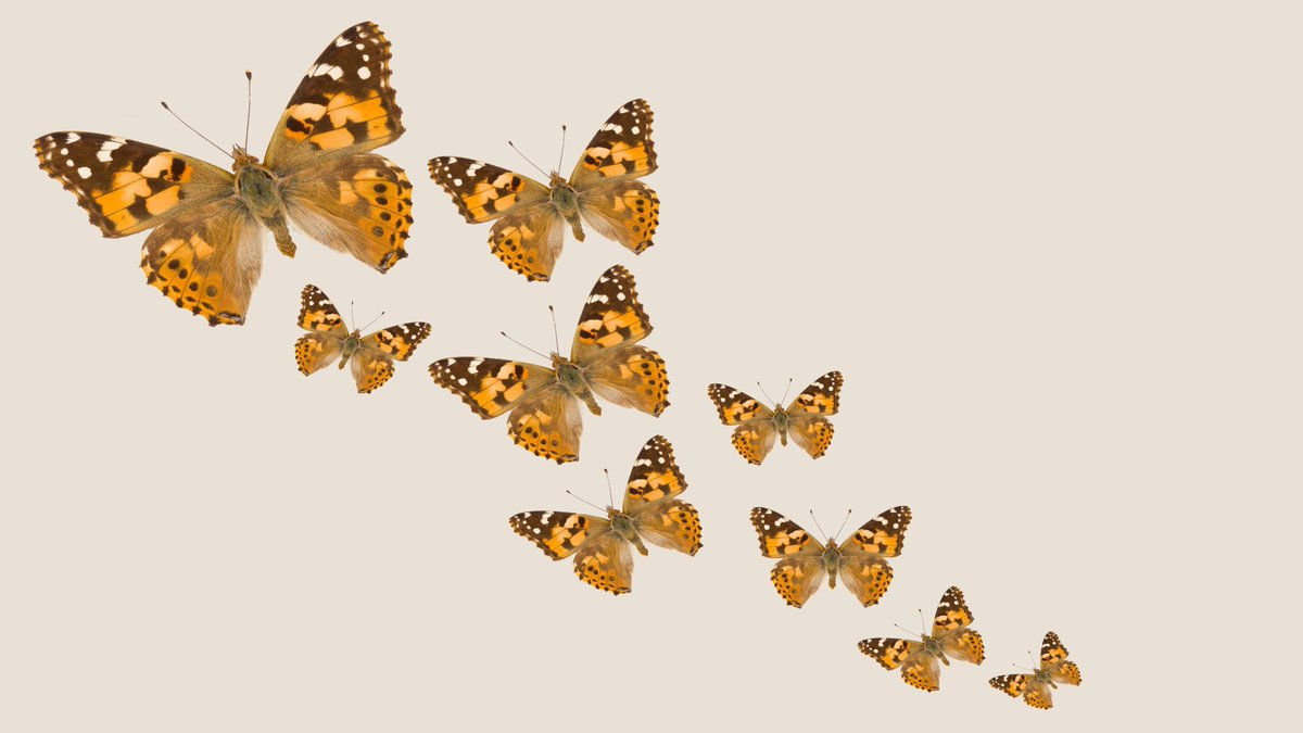 On the ninth day of Christmas the  @YorkshireMuseum gave me: 9 Painted Lady Butterflies dancing! (We're proud of ourselves for this one  )
