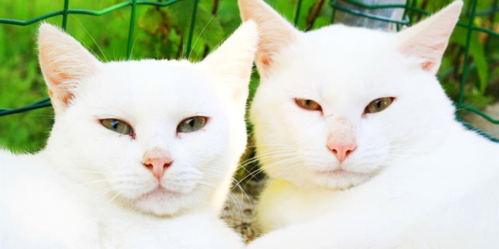 SPA_Officiel's tweet photo. Ondine ♀ et Zoel ♂️ sont deux adorables boules de poils – un peu timides – qui ont besoin d’une attention douce et bienveillante, et d’une famille calme et patiente pour être en confiance.
#DoubleAdoption seulement, pour ces deux êtres fusionnels ! 📍 Refuge de Luynes ⬇
#Love https://t.co/Js5lXEK6gq