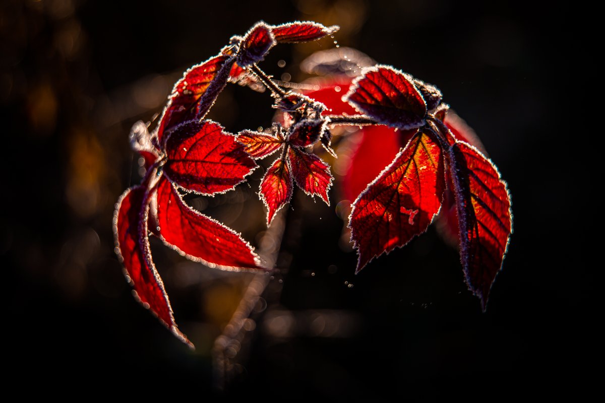 davidgerulis's tweet photo. One fine morning, after I dropped my child to a Montessori I got to experience a few hours of pure morning silence, cool fresh air and frost in it’s raw beauty. 

Full album below: 

https://t.co/dfya0QTFYk

Enjoy.

#frost #ireland #winter #photography #irish #art #cold https://t.co/V8z5aULvip