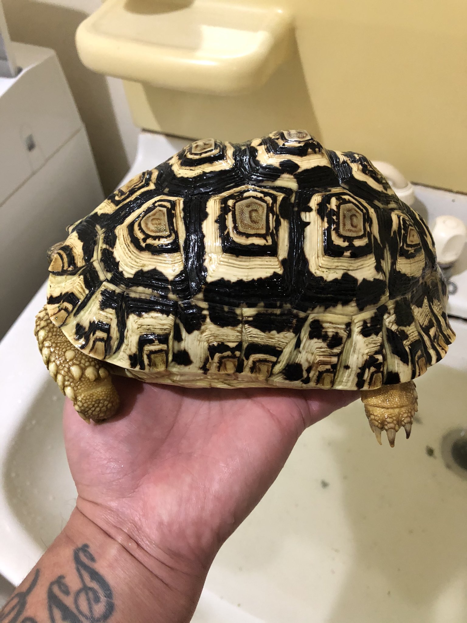 爬虫類専門店 天 ヒョウモンリクガメ約センチ 甲羅のボコつきもなくツルツルです かいこみの綺麗な個体 なんと円税込大特価です お早めに Lineかダイレクトメールか ショートメールください 090 8502 5585 T Co 4k0f4iafln Twitter