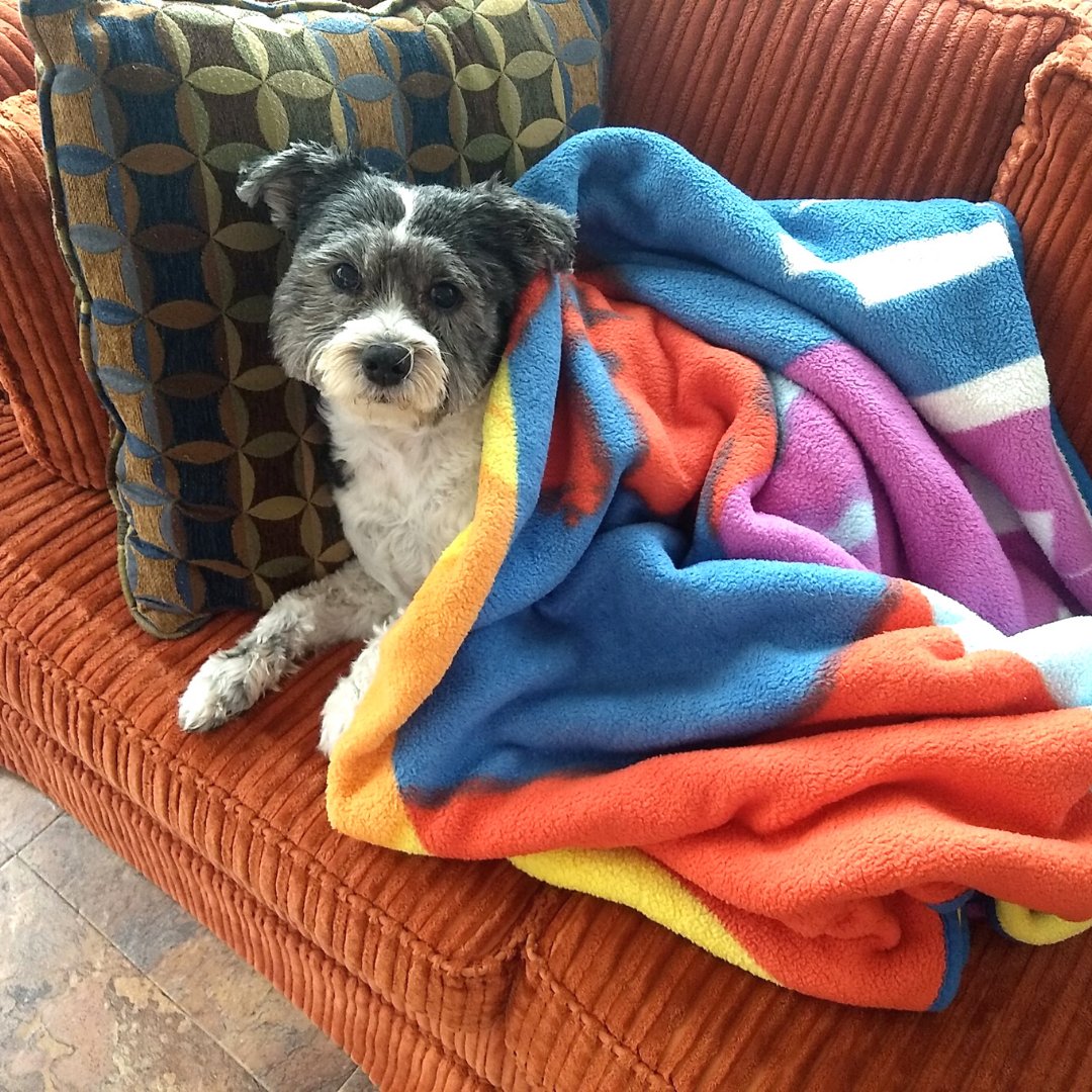 After a romp in the snow or rain, Rudy loves to get cozy on the couch under a nice warm blanket.

Keep your pet safe and healthy by enrolling them in Prudent Pet Insurance. It only takes a few minutes to get your FREE #doginsurance quote today: bit.ly/free-pet-insur…