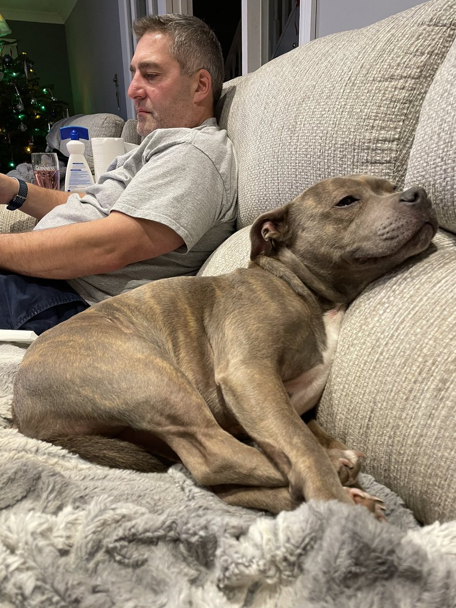 Just a #staffie chilling  on the #sofa. Nothing to see. As you were! .
.
.

#staffy #bluestaffy #staffordshirebullterrier #dontbullymybreed #staffyawareness #staffiesofinstagram #staffylove #comfy #comfortable #dogsofinstagram #comfydog #weirdposition #nothingtoseehere #asyouwere