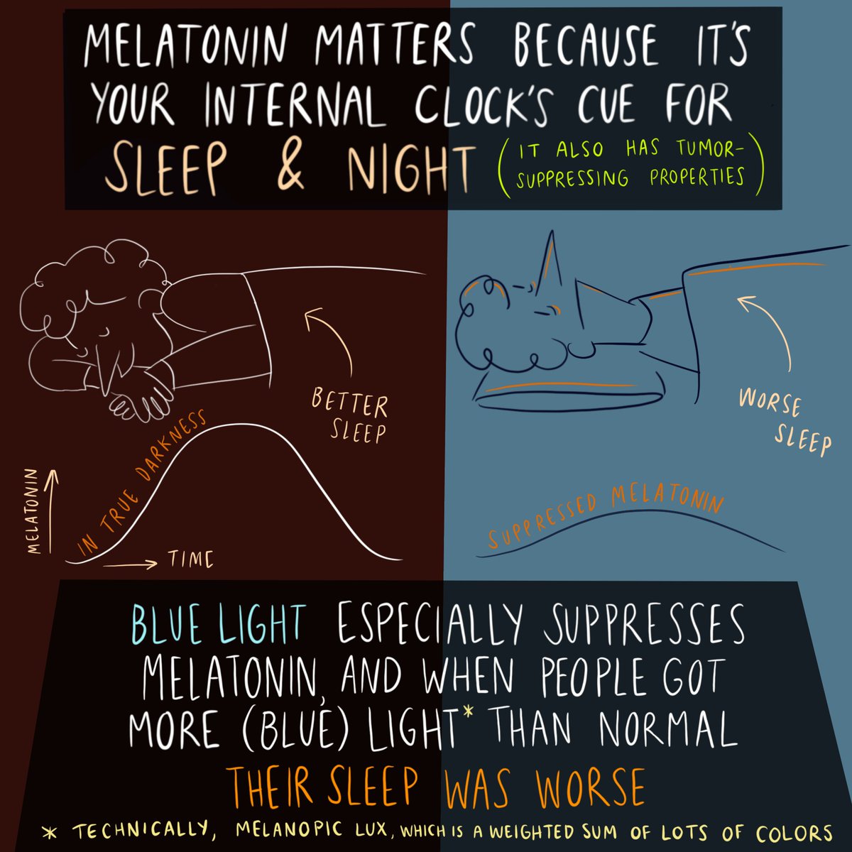 oliviawalch's tweet photo. Fan comic for cool recent science from @circadian247, @circadianumbers and the rest of the Monash circadian crew :) 

https://t.co/tG7pedCmva https://t.co/Zym8igf6F5
