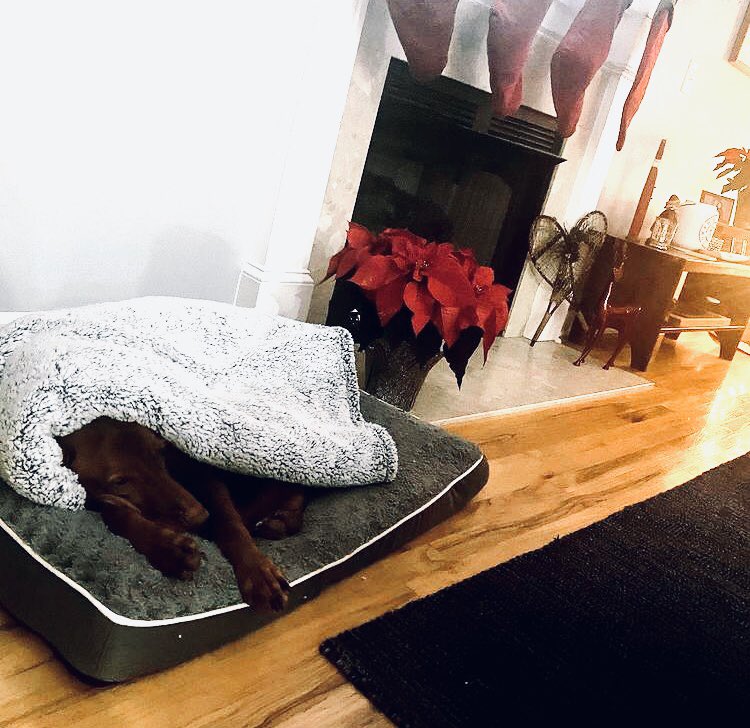 ipg_promo's tweet photo. Jeb loved the fuzzy blanket from @commonsku’s #skucon2021 merch kit so much, he dragged it out of his Mom @Sherincarolina’s office and into his bed. He’s so cute and cozy, she decided to give it to him, and we don’t blame her! Thanks Commonsku! #skummunity #skucon #commonsku https://t.co/NnynCAn1zM