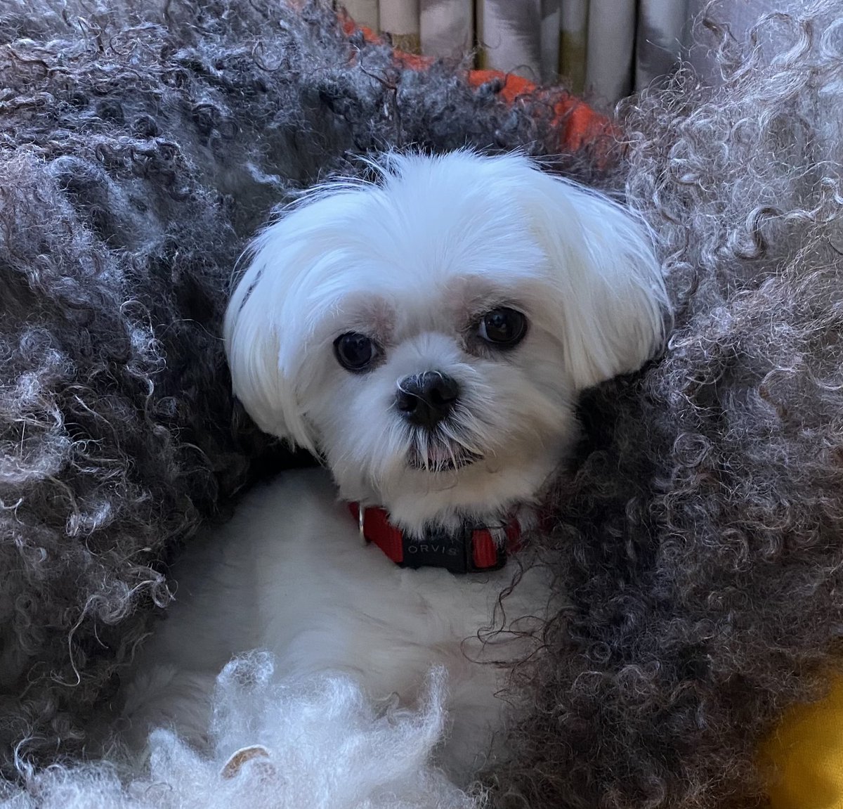 denicekronau's tweet photo. This is Jingles and she’s snuggling in for Winter ⁦@dog_rates⁩ ⁦@dogfather⁩ #pupwiser https://t.co/Rmm7t4aLdh