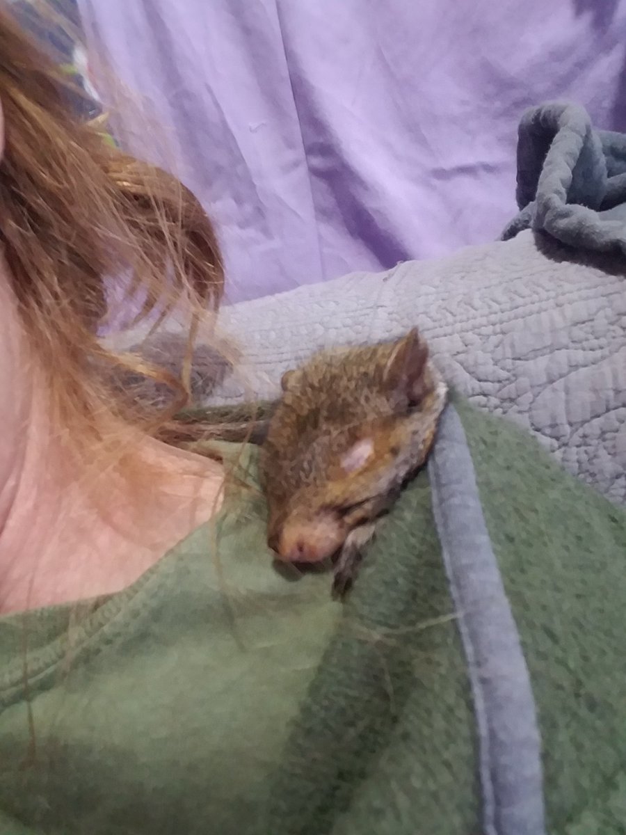 SquirreltopiaWR's tweet photo. #sanctuary #squirreltopia #squirreltopialife #squirrellove #squirrellife #WonderSquirreltopia https://t.co/rCVmA8lyly