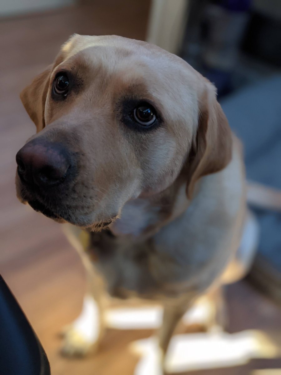 DJDellsperger's tweet photo. I see you have hands for clapping to music, but not for petting me, and this makes me sad...also LOOK AT THAT FOOD LOOKS YUM #sudoTheLab #dogExpressions https://t.co/k6kVgPQRM0