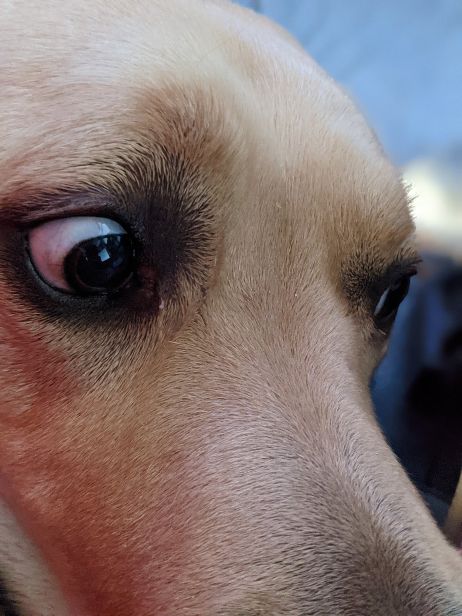 DJDellsperger's tweet photo. I see you have hands for clapping to music, but not for petting me, and this makes me sad...also LOOK AT THAT FOOD LOOKS YUM #sudoTheLab #dogExpressions https://t.co/k6kVgPQRM0