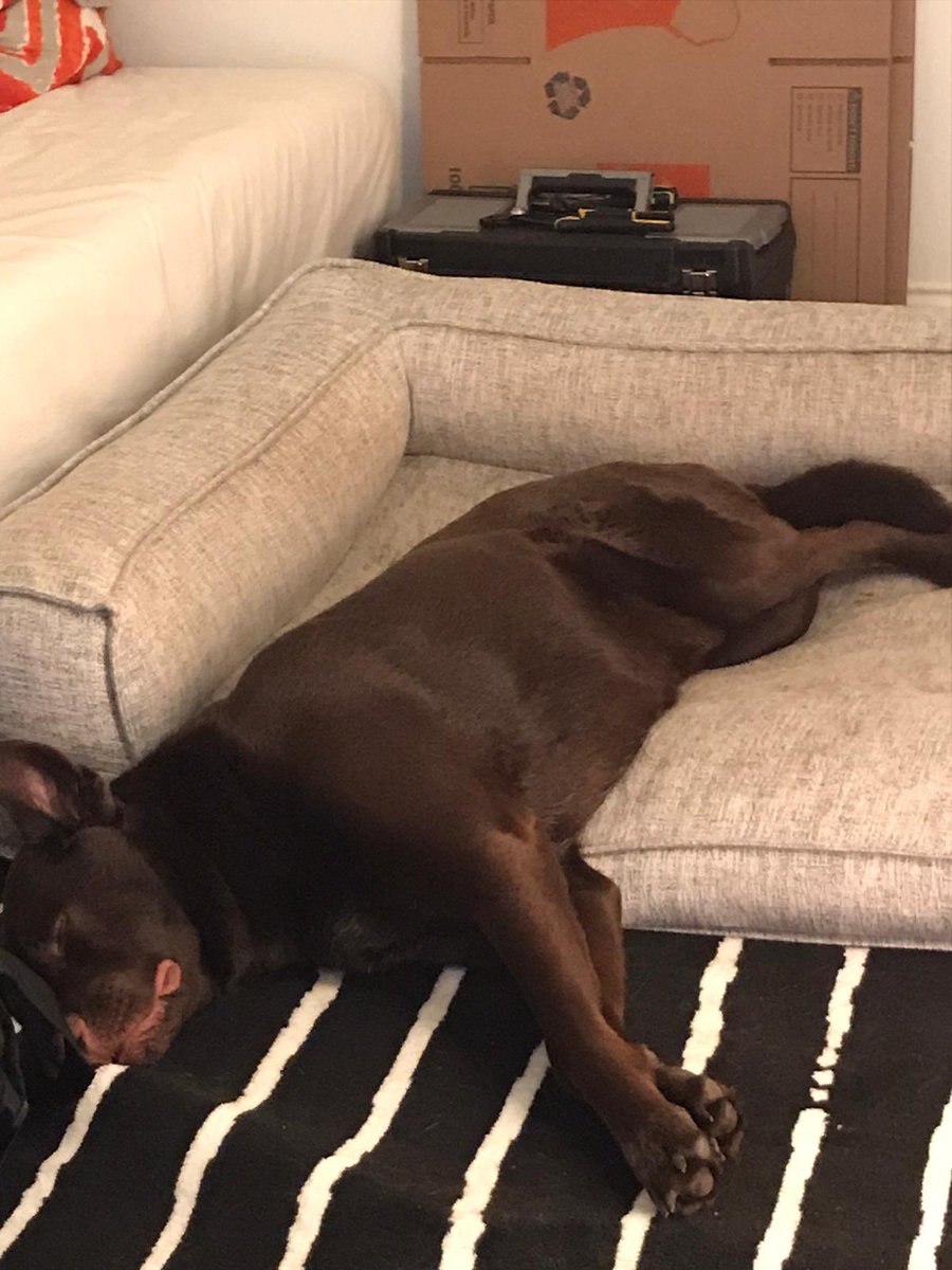 MelanieMNagy's tweet photo. My dog channeling how I feel this week.
#needtheweekend #longweek https://t.co/HnmoloYV36