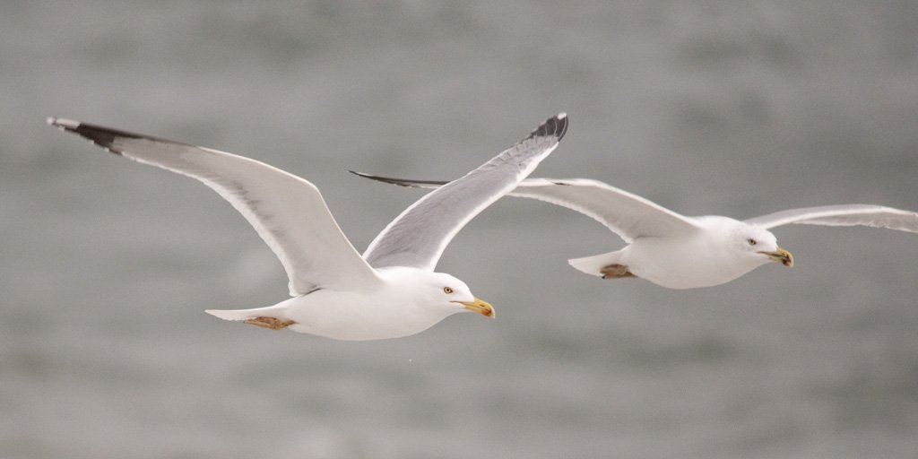 No Evidence Supporting Sex-Dependent Differential Movements and Survival in Yellow-Legged Gulls - (Delgado et al). 

bioone.org/journals/ardea… 
#ornithology (photo S.Yeliseev)