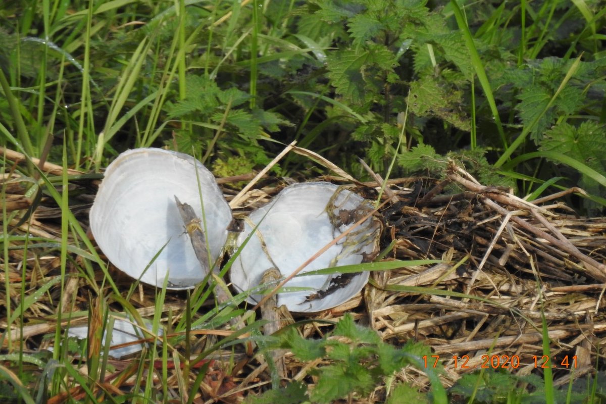 John Tolfree tweet media