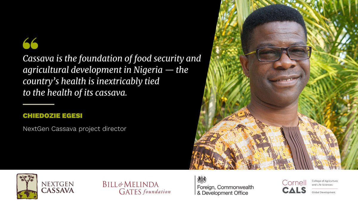 The newest #cassava varieties are tailored to specific needs and market niches for the world’s largest producer of cassava. Discover how these new varieties deliver promising options for smallholder farmers in #Nigeria  

🟢 bit.ly/NextGenCassava