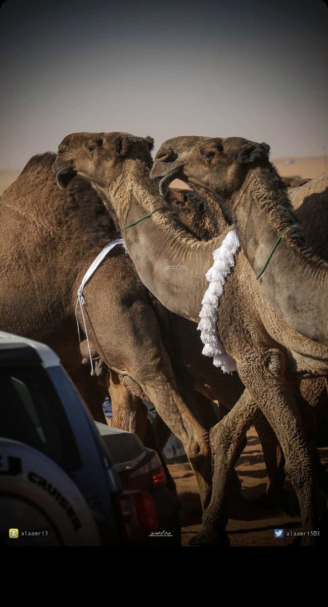 #شيخ_البدو #دبيان_بن_معيض
#عجمان_الرخم
 #تلاد_الصفر