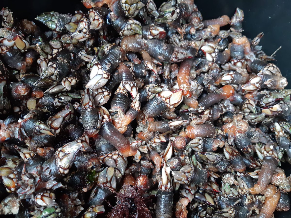 mariadcalvo's tweet photo. E así son os primeiros #percebes do #Roncudo desta campaña de Nadal! “Coma puños” dicía un.
Ata mañá na poxa da Coruña non saberemos os prezos que acadan. Apetece un caprichiño para estas festas? 🤤🤤 #manxardacostadamorte #Corme https://t.co/EJCNvLpqHp