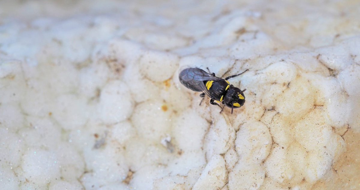 Day 350 ~ Study finds #nativebees turning to polystyrene for nesting places

The <a href="/CurtinUni/">Curtin University</a> study, published in #Apidologie, found that a species of solitary cavity-nesting bee native to #WesternAustralia nested in polystyrene over successive generations.

bit.ly/FTBDay350