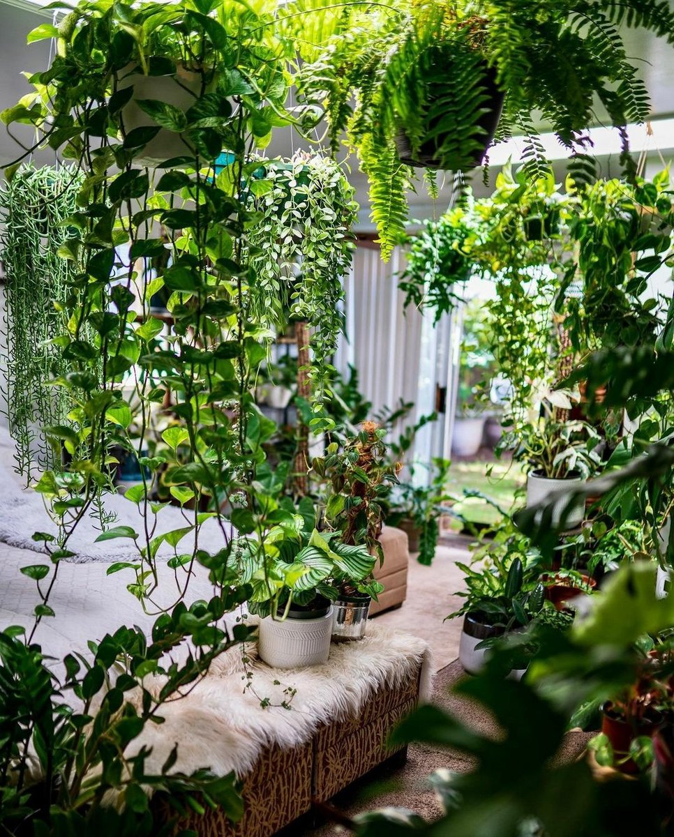 Before // After 🍃
 
IG: Mauiplantlover
instagram.com/mauiplantlover…