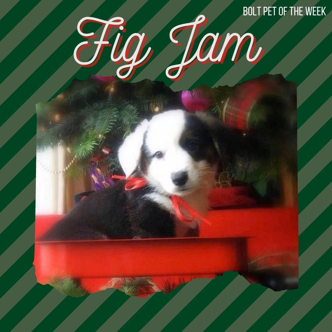 BOLT Staffing tweet media