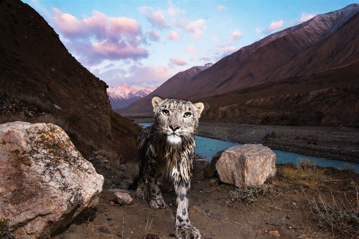 CRCiencia's tweet photo. Un leopardo de las nieves (Panthera uncia) captado por una cámara trampa a orillas del helado río Uchkul, en las montañas kirguisas de Tien Shan (Sebastian Kennerknecht, 2020) https://t.co/WDgiZxV8r7