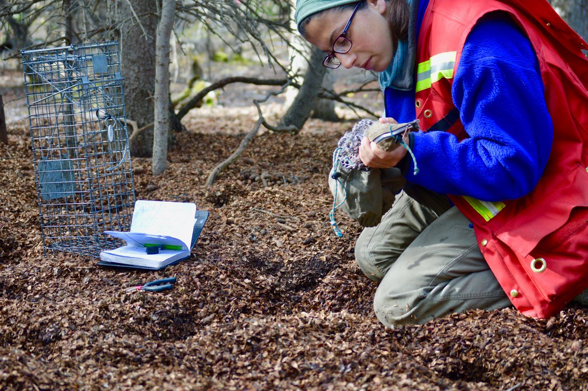 Using 22 years of data from over 1000 red squirrels collected as part of the  @KluaneSquirrels Project in the Yukon, Canada, we set out to answer this question about the importance of relationships with territory neighbors.  #LongTermResearchWe had two hypotheses:(5/22)