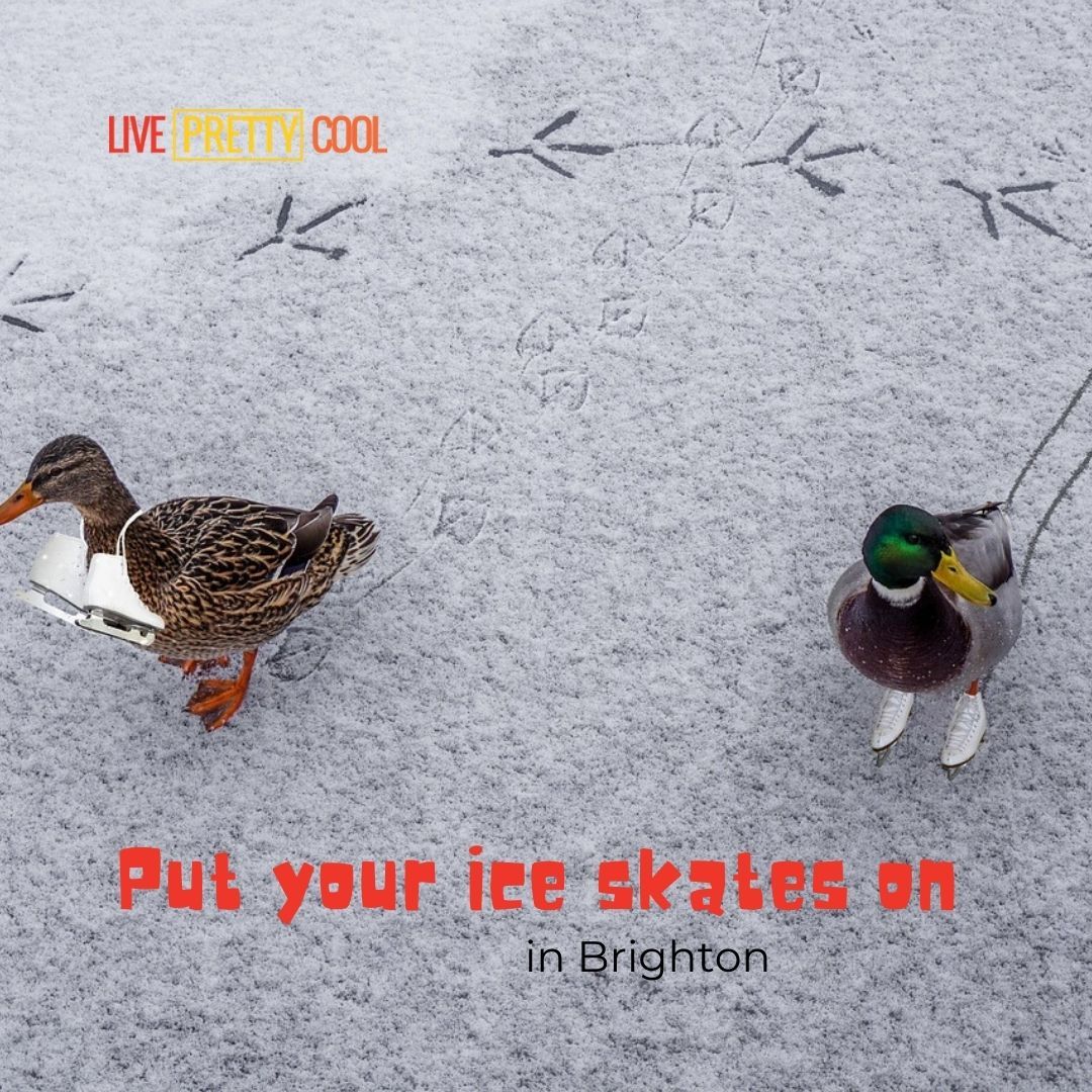 Pretty Cool Things to Do in Brighton tweet media