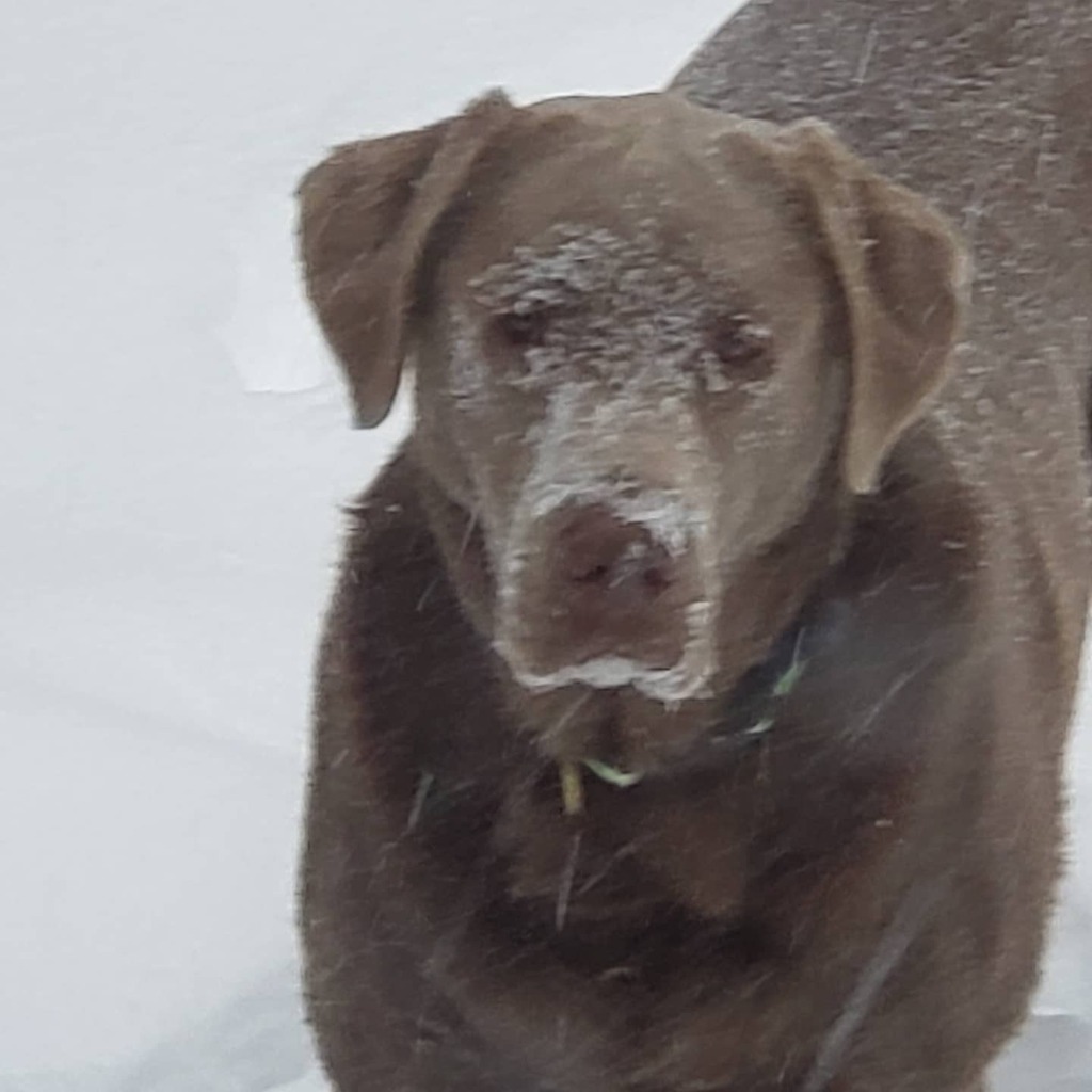 KrauseDave's tweet image. Bash is enjoying the snow today.  Closing in on 7 inches at 11:13am. 

@bluedogdaycare #silverlabs #silverlab #silverlabsofinstagram #silverlabrador #harpswellmaine #harpswell #harpswellme #snowday #snowdog instagr.am/p/CI57qPHnbGW/
